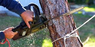 Best Lawn Pest Prevention  in Baldwin Park, CA