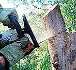 Best Tree Cabling and Bracing  in Baldwin Park, CA