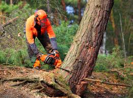 Trusted Baldwin Park, CA Tree Care Experts