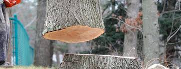 Best Tree Health Inspection  in Baldwin Park, CA