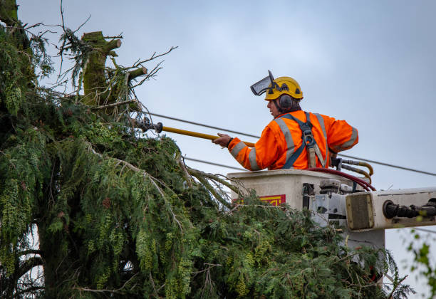Best Tree Disease Treatment  in Baldwin Park, CA
