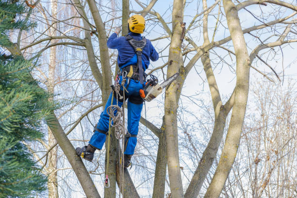 Best Arborist Consultation Services  in Baldwin Park, CA