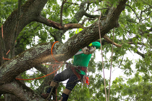Best Tree Trimming and Pruning  in Baldwin Park, CA