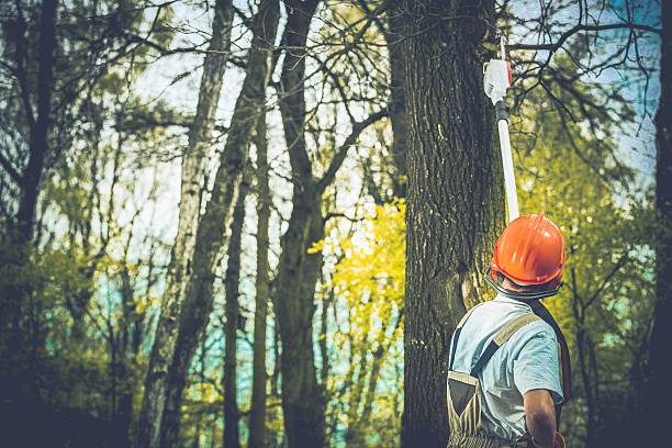 Best Root Management and Removal  in Baldwin Park, CA